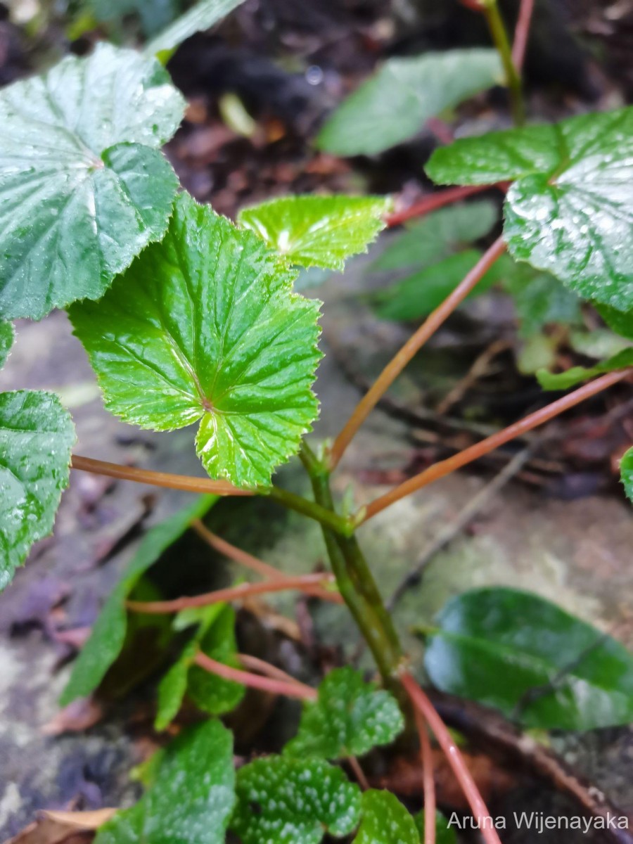 Begonia dipetala Graham